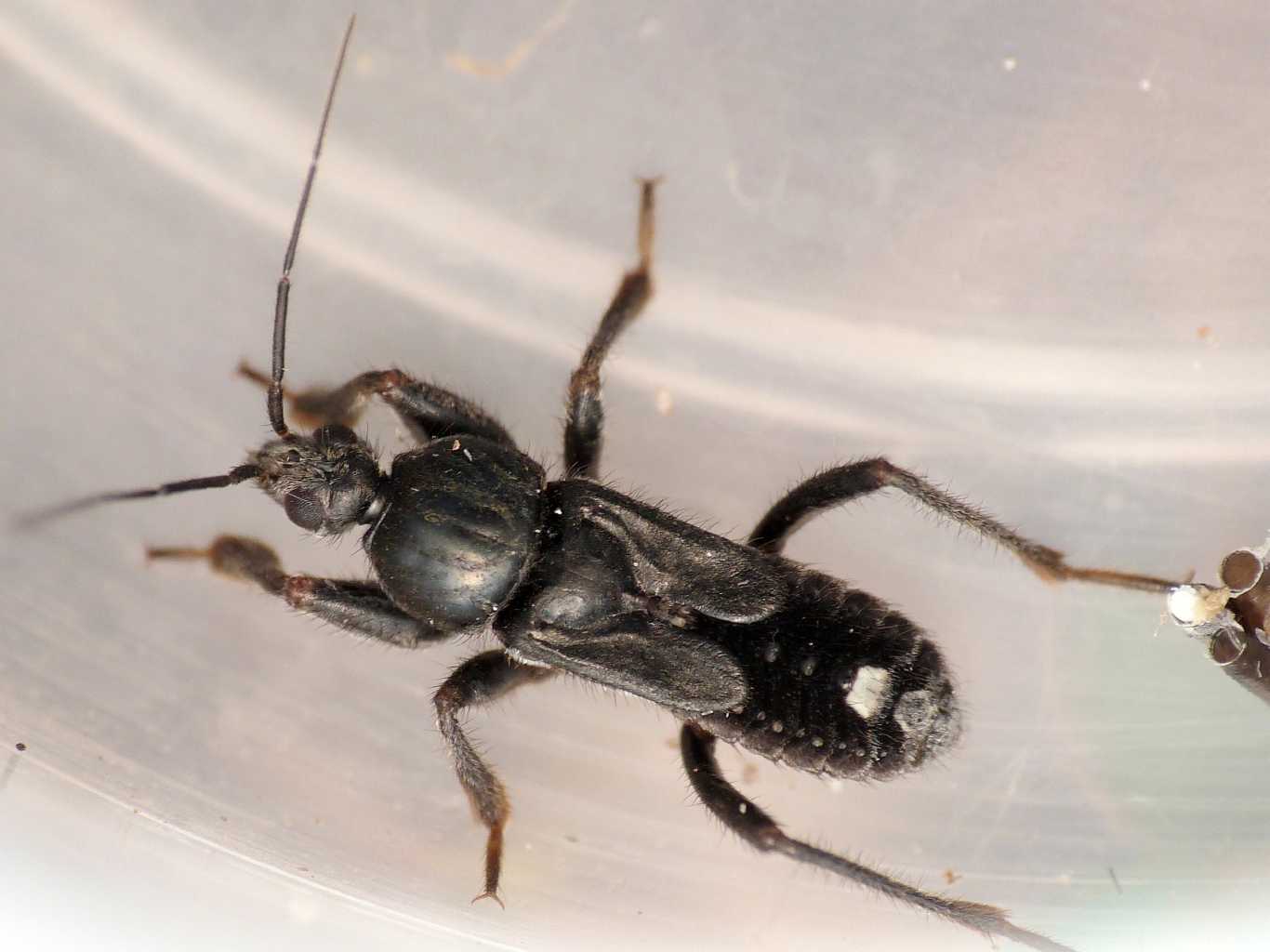 Reduviidae nero:Peirates strepitans da S. Teresa G. (OT)